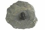 Detailed Gerastos Trilobite Fossil - Morocco #377316-3